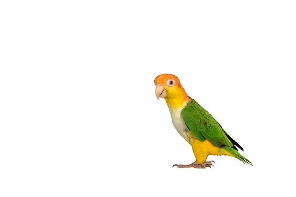 Cute White Bellied Parrot Isolated White Background — Stock Photo, Image
