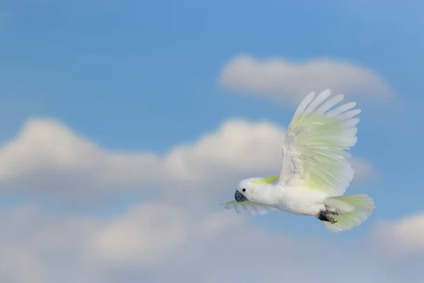 Beautiful of White cockatoo parrot flying in the bright sky. Free flying bird