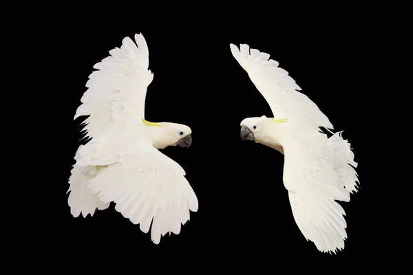 Mooi Van Witte Kaketoe Papegaai Vliegen Geïsoleerd Zwarte Achtergrond — Stockfoto