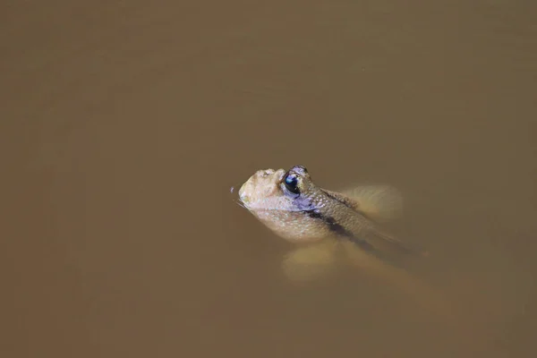 Nahaufnahme Von Mudskipper Oder Amphibienfischen Schlamm Von Samut Prakan Thailand — Stockfoto
