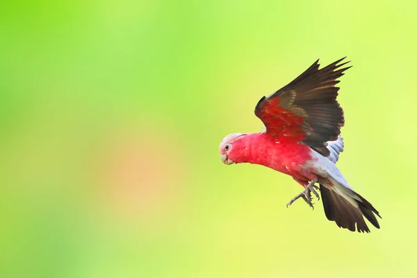 Linda Galah Cockatoo Voando Sobre Fundo Natureza Verde — Fotografia de Stock