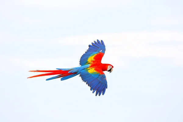 空を飛んでいるパロットのカラフル フリーフライング鳥 — ストック写真