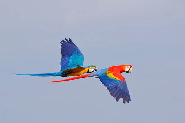 空を飛んでいるパロッツのカラフル フリーフライング鳥 — ストック写真