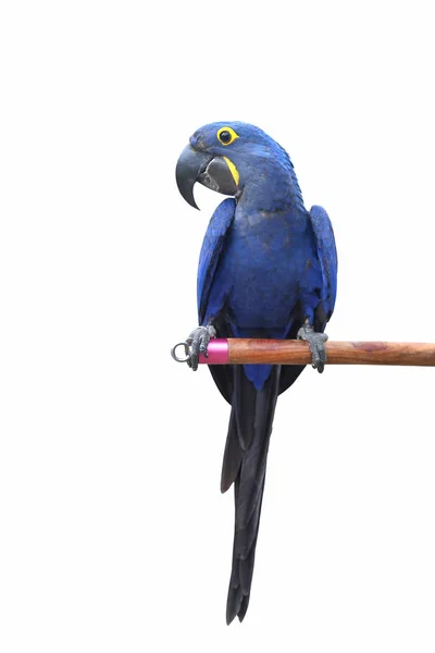 Pappagallo Giacinto Macaw Isolato Uno Sfondo Bianco — Foto Stock