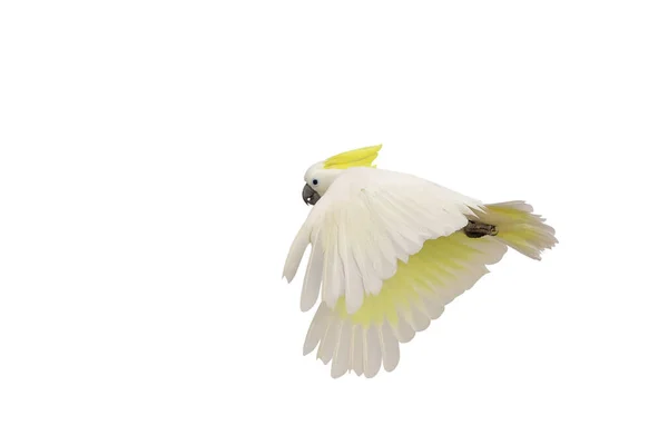 美丽的白色鹦鹉在白色背景下独立飞行 — 图库照片