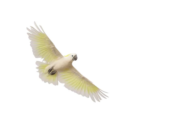 Hermoso Loro Cacatúa Blanca Volando Aislado Sobre Fondo Blanco — Foto de Stock