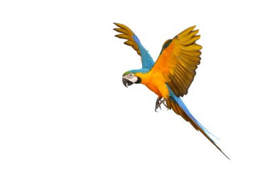 Beyaz arka plan üzerinde izole renkli uçan papağan.
