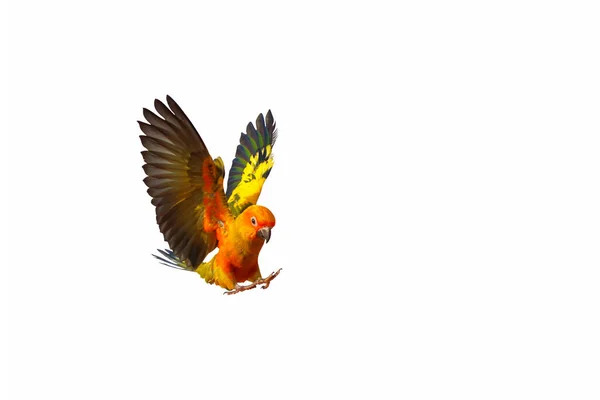 Belo Sol Conure Papagaio Voando Isolado Fundo Branco — Fotografia de Stock