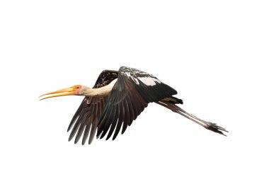 Boyanmış Leylek beyaz arka planda izole bir şekilde uçuyor.