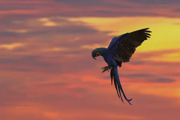 日没に美しい空を飛ぶヒヤシンス マカオ — ストック写真
