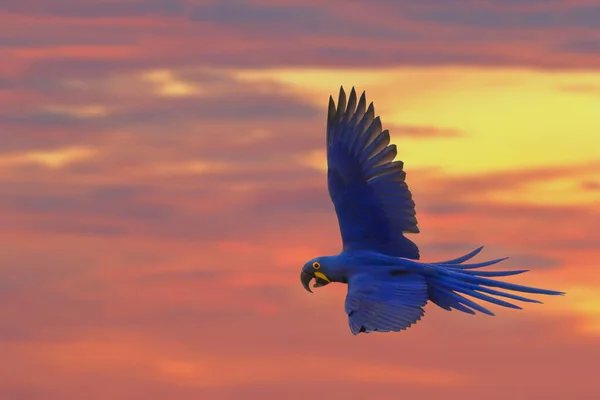 Hyacinth Macaw Літає Красивому Небі Заході Сонця — стокове фото