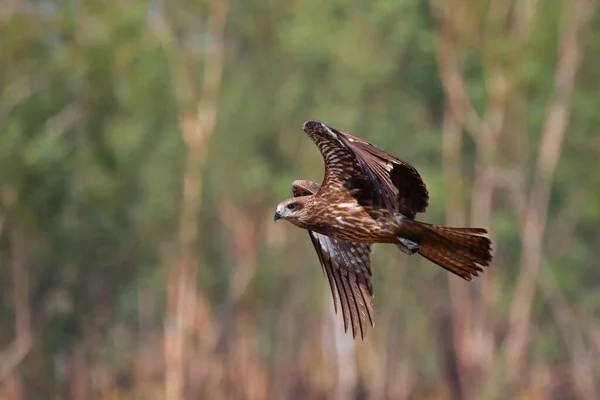 Graceful Black Kite Flying Meadow Birds Prey Black Kite Milvus — Fotografia de Stock