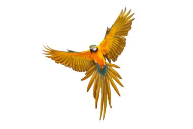 Beyaz arka plan üzerinde izole renkli uçan papağan.