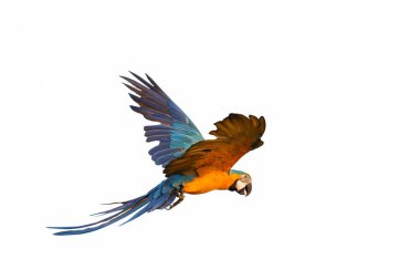 Beyaz arka plan üzerinde izole renkli uçan papağan.