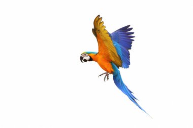 Beyaz arka plan üzerinde izole renkli uçan papağan.