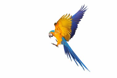 Beyaz arka plan üzerinde izole renkli uçan papağan.