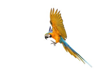 Beyaz arka plan üzerinde izole renkli uçan papağan.