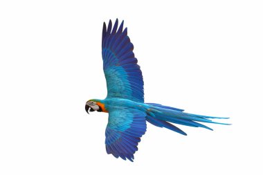Beyaz arka plan üzerinde izole renkli uçan papağan.