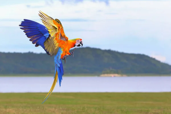 Beautiful of Camelot macaw flying on the meadow. Free flying bird