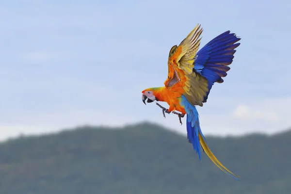 Beautiful of Camelot macaw flying on the mountain. Free flying bird