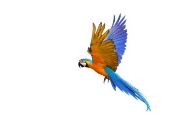 Beyaz arka plan üzerinde izole renkli uçan papağan.