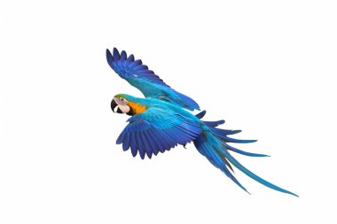 Beyaz arka plan üzerinde izole renkli uçan papağan.