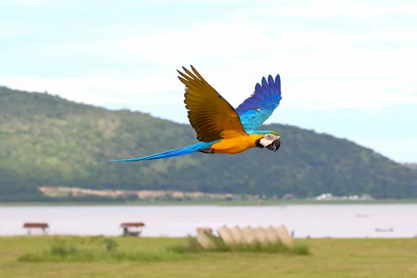 Colorful of Blue and gold macaw flying on the meadow. Free flying bird