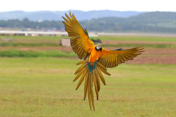 Colorful of Blue and gold macaw flying on the meadow. Free flying bird