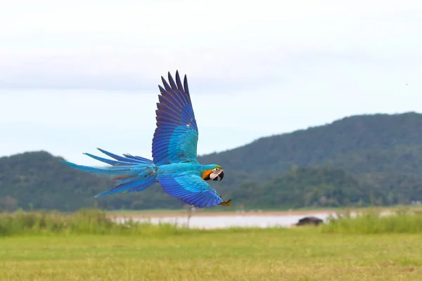カラフルなブルーとゴールドのマカオが影の上を飛んでいます フリーフライング鳥 — ストック写真