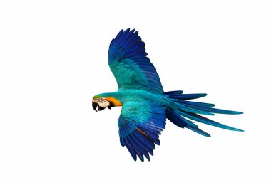 Beyaz arka plan üzerinde izole renkli uçan papağan.