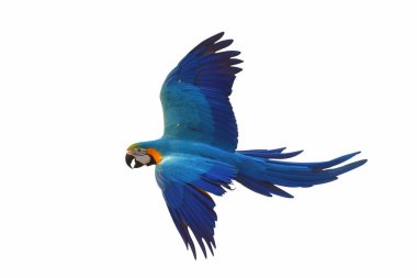 Beyaz arka plan üzerinde izole renkli uçan papağan.