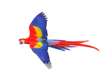 Beyaz arka plan üzerinde izole renkli uçan papağan.