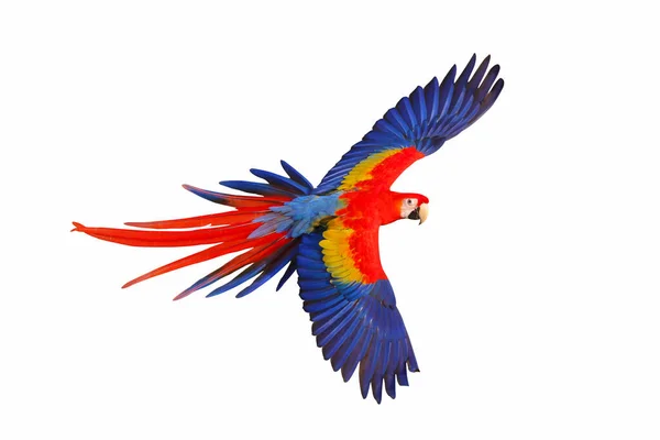 Färgglada Scharlakansrött Macaw Flyger Isolerad Vit Bakgrund — Stockfoto