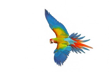 Shamlet papağanı renkleriyle bembeyaz arka planda uçuyor..