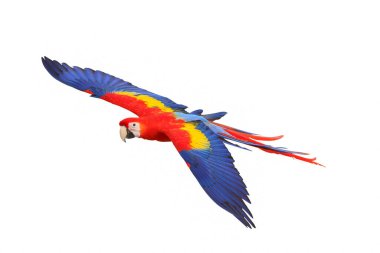 Beyaz arka plan üzerinde izole renkli uçan papağan.