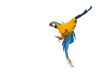 Beyaz arka plan üzerinde izole renkli uçan papağan.