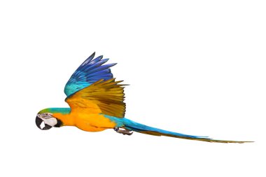 Beyaz arka plan üzerinde izole renkli uçan papağan.