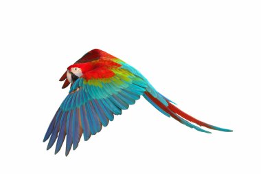 Ruby Macaw 'ın beyaz arka planda izole bir şekilde uçuşu.