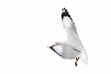 Güzel martı beyaz arka planda tek başına uçuyor..