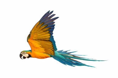 Beyaz arka plan üzerinde izole renkli uçan papağan.