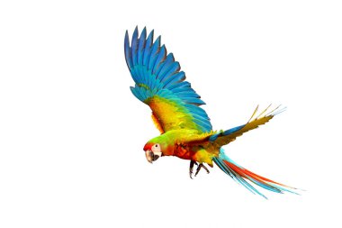 Shamlet papağanı renkleriyle bembeyaz arka planda uçuyor..