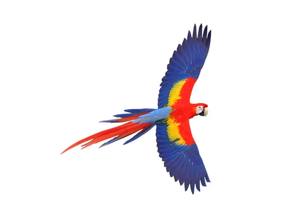 Färgglada Scharlakansrött Macaw Flyger Isolerad Vit Bakgrund — Stockfoto