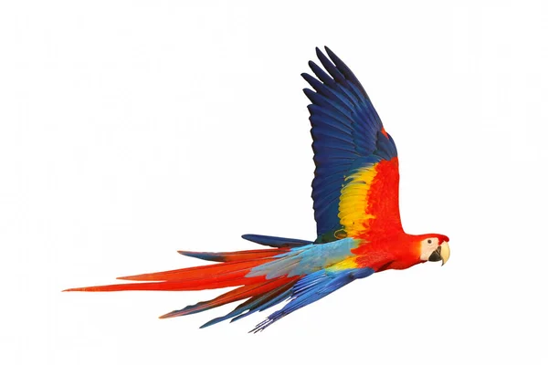 Colorido Guacamayo Escarlata Volando Aislado Sobre Fondo Blanco —  Fotos de Stock