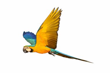 Beyaz arka plan üzerinde izole renkli uçan papağan
