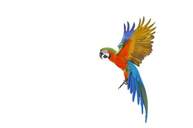 Beyaz arka plan üzerinde izole renkli uçan papağan.