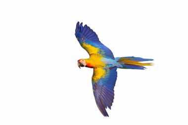 Camelot papağanlarının güzelliği beyaz arka planda yalıtılmış uçuyor..