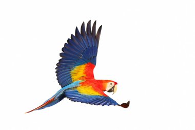 Beyaz arka planda uçan kırmızı papağan rengi..