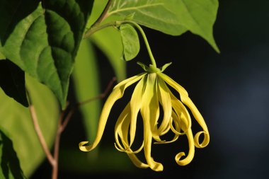 Akşamları güneş ışığıyla parfüm ağacı (Ylang-Ylang Çiçeği)