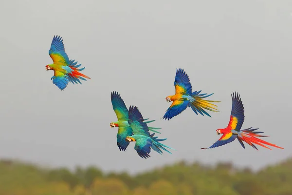 Beautiful of Macaw parrots flying in the forest. Free flying bird