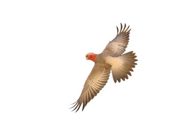 Beyaz arka planda yalıtılmış uçan Galah papağanının güzelliği.
